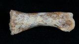 Raptor Claw and Toe Bone - Great Preservation #5172-5